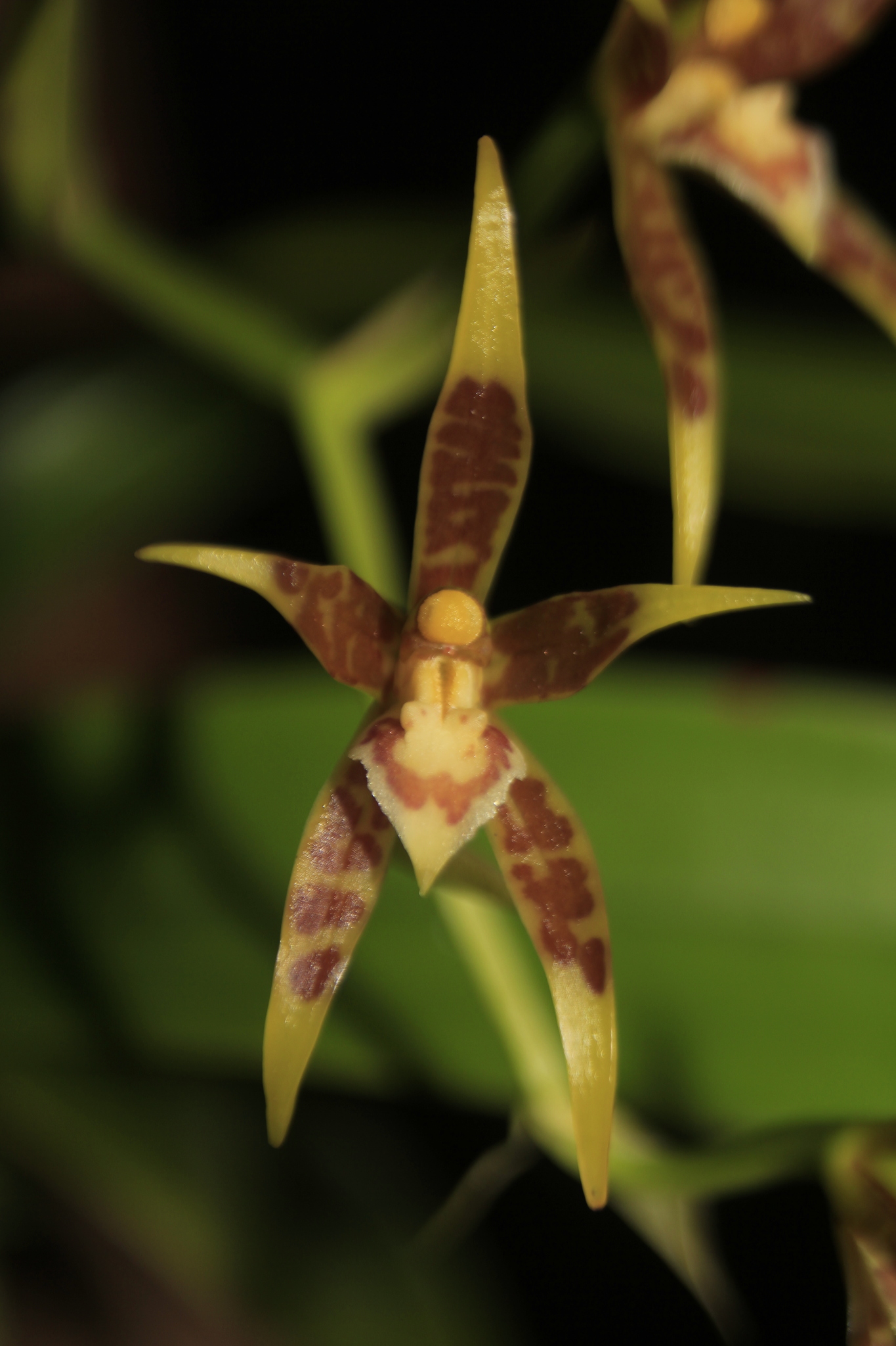 Brassia glumacea Lindl. 2