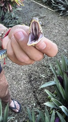 Drymobius margaritiferus