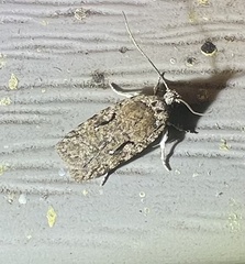 Agonopterix curvilineella
