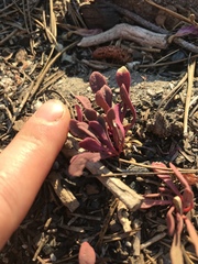 Calyptridium monospermum