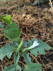 Datura quercifolia