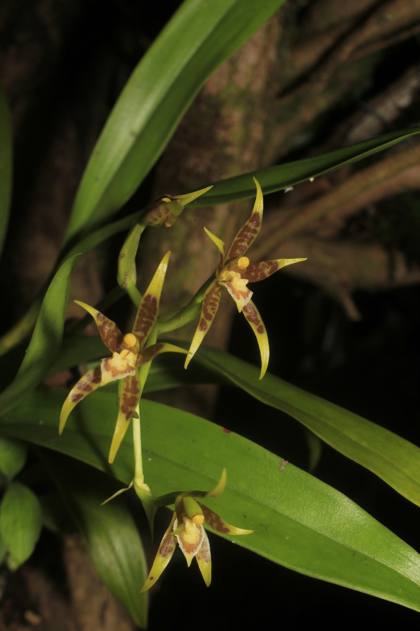Brassia glumacea Lindl. 3