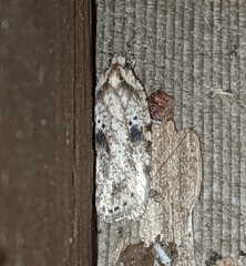 Agonopterix canadensis