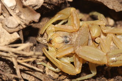 Buthus occitanus