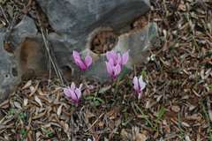 Cyclamen graecum