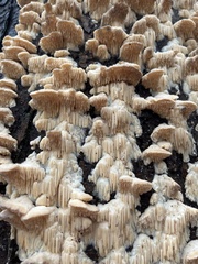 Irpiciporus