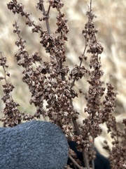 Rumex