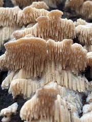 Irpiciporus
