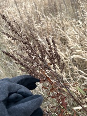 Rumex