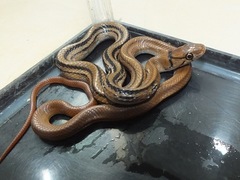 Coelognathus radiatus