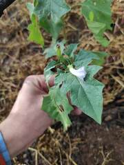 Datura quercifolia