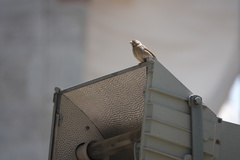 Passer domesticus