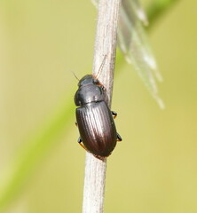 Harpalini