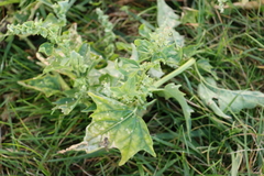 Atriplex sagittata