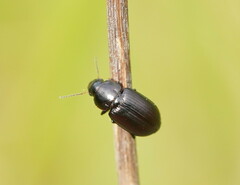 Harpalini