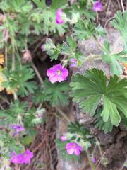 Geranium core-core