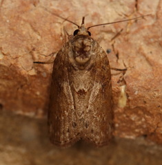 Nycteola indica