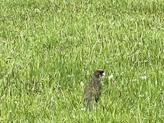 Platycercus caledonicus