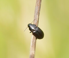 Harpalini