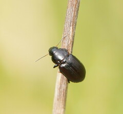 Harpalini