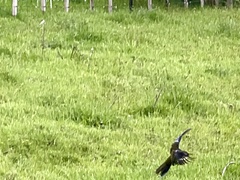 Platycercus caledonicus