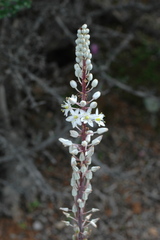 Drimia numidica