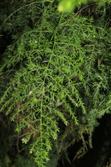 Asparagus setaceus