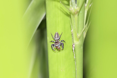 Opisthoncus quadratarius