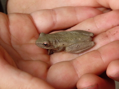 Dendropsophus columbianus