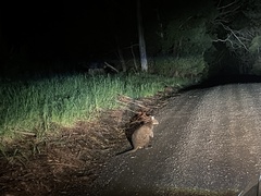 Thylogale billardierii