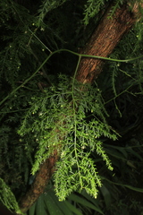 Asparagus setaceus
