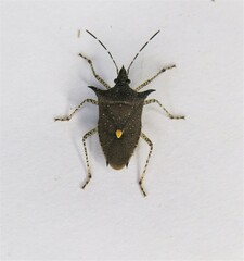 Proxys albopunctulatus