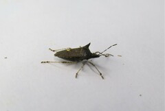 Proxys albopunctulatus