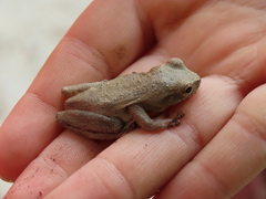 Dendropsophus columbianus