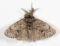 Dasychira plagiata