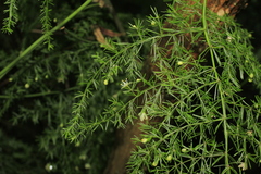 Asparagus setaceus
