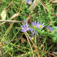 Symphyotrichum walteri