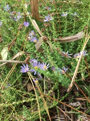 Symphyotrichum walteri