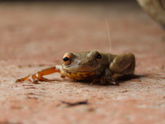 Dendropsophus columbianus