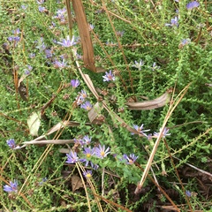 Symphyotrichum walteri