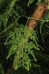 Asparagus setaceus
