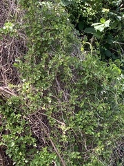 Muehlenbeckia australis