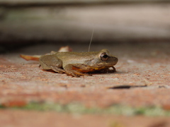 Dendropsophus columbianus