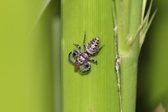 Opisthoncus quadratarius