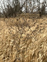 Lactuca serriola