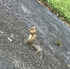 Sciurus carolinensis