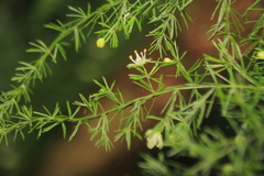 Asparagus setaceus