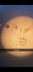 Copepoda