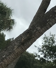 Sciurus carolinensis