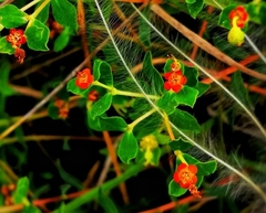 Euphorbia spinosa